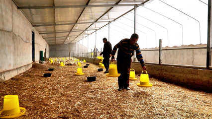 新疆新农人丨瞄准养殖新动向 带头致富不含糊