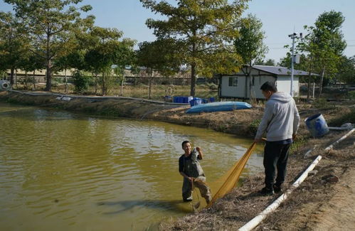 乡村振兴再发力 余志聪 耕耘清新土地,开辟光明种养发展道路